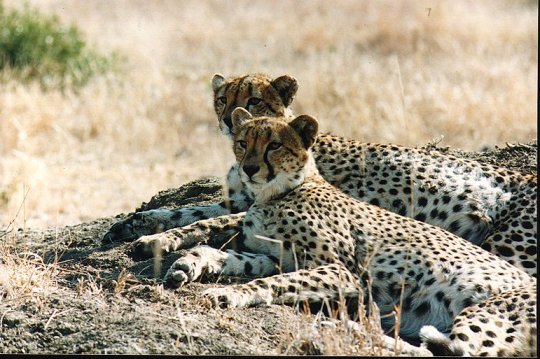 southafrica6